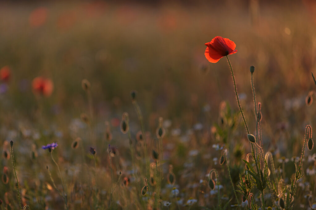 Beauty of May